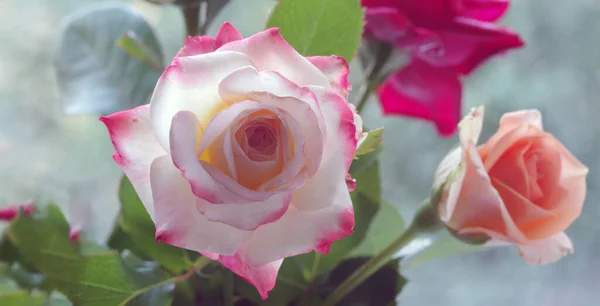 Rose Multicolori Sfondo Naturale Focus Selettivo — Foto Stock