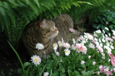 Bir tekir kedi eğrelti otları ve papatyalar arasında bahçede yürüyor. Seçici odak.  