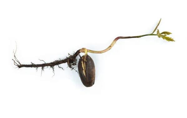 Una Giovane Quercia Cresce Una Ghianda Ghianda Germogliata Sfondo Bianco — Foto Stock