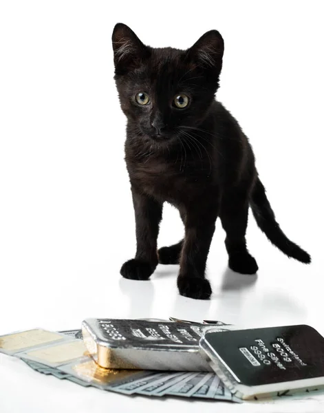 Gatito Rico Gatito Negro Sienta Cerca Barras Oro Plata Dólares —  Fotos de Stock