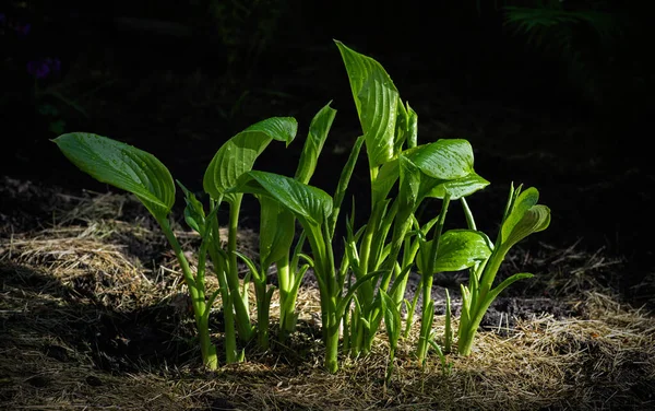 Fiatal Hosta Növény Harmatcseppek Sötét Természeti Háttér Szelektív Fókusz — Stock Fotó