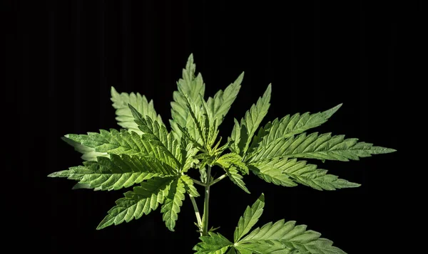 Plantas Cannabis Brilhantemente Iluminadas Isoladas Fundo Preto Foco Seletivo — Fotografia de Stock