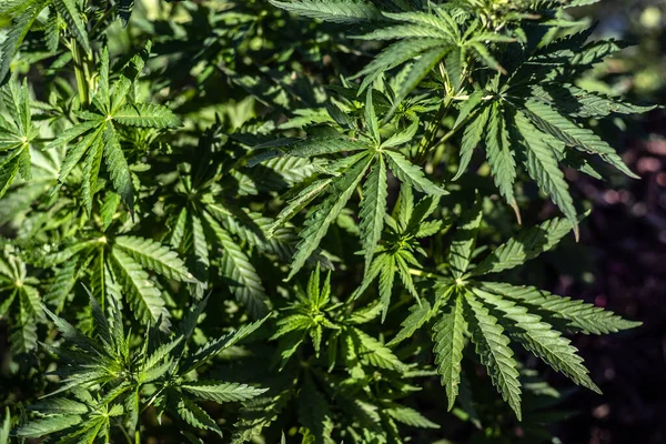 Plantation Cannabis Illuminated Sunlight Hemp Plants Natural Background Selective Focus — Φωτογραφία Αρχείου