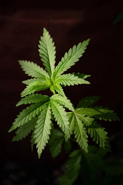 Uma Jovem Cannabis Planta Fundo Natural Escuro Foco Seletivo — Fotografia de Stock