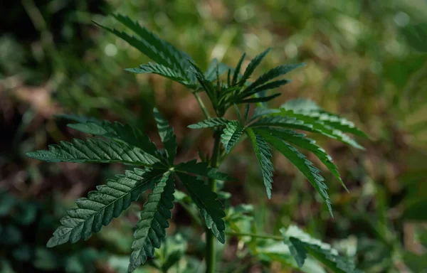 Planta Cannabis Fundo Natural Turvo Foco Seletivo — Fotografia de Stock
