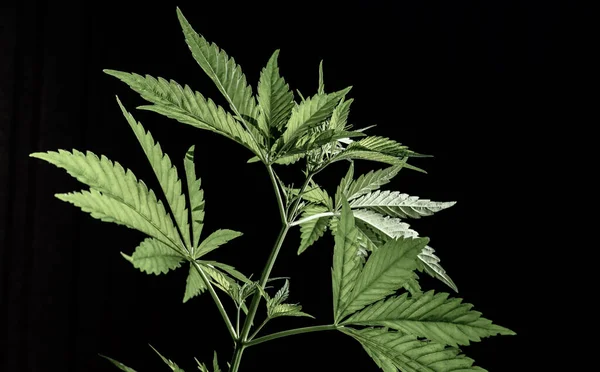 Plantas Cannabis São Isoladas Num Fundo Escuro Foco Seletivo — Fotografia de Stock