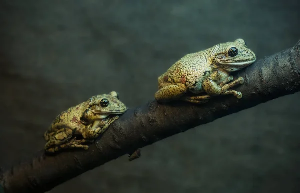 Dos Sapos Están Sentados Una Rama Árbol Enfoque Selectivo —  Fotos de Stock