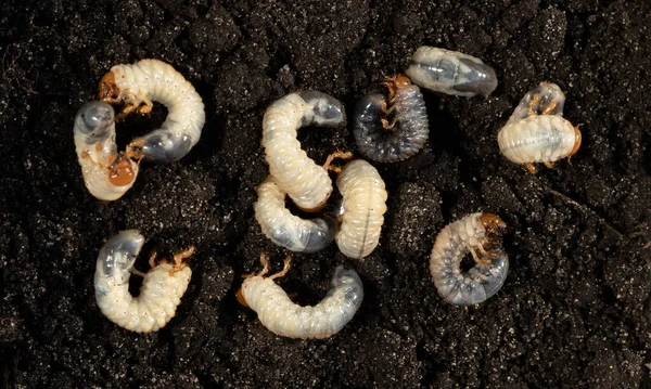 Bílá Kaše Pozadí Půdy Larva Květnového Brouka Zemědělský Škůdce Selektivní — Stock fotografie