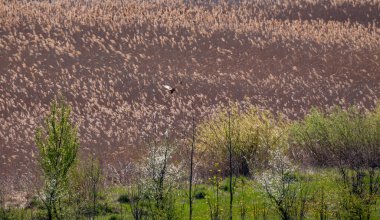 Uçurtma, avını aramak için sazlıkların üzerinden uçar. Seçici odak.