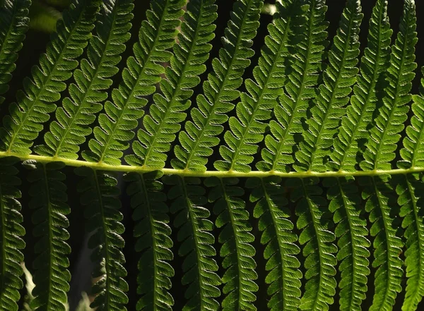 自然な背景をぼかしたシダの葉の質感 選択的焦点 — ストック写真