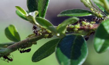 Yaprak bitleri bitkilerin özsuyunu emiyor. Karıncalar yaprak bitlerini korur. Seçici odak.