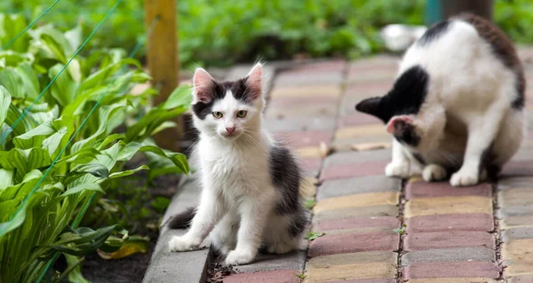 White with black spots kitten in the garden near the hosta bushes. Selective focus.