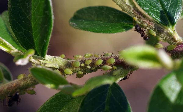 Yaprak bitleri bitkilerin özsuyunu emiyor. Karıncalar yaprak bitlerini korur. Seçici odak.