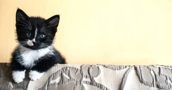 Kanepenin Arkasında Beyaz Benekli Siyah Bir Kedi Oturuyor — Stok fotoğraf