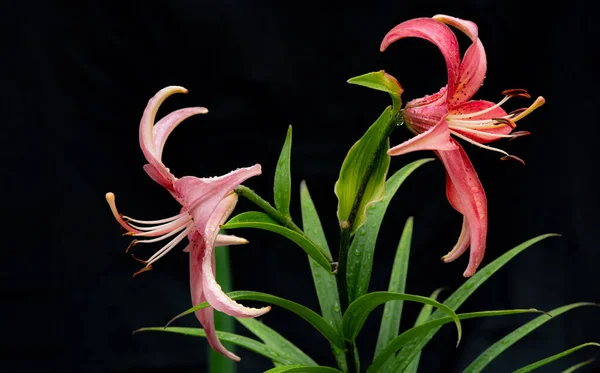 Pink Lily Flowers Drops Rain Black Background Martagon Hybrid — Stockfoto