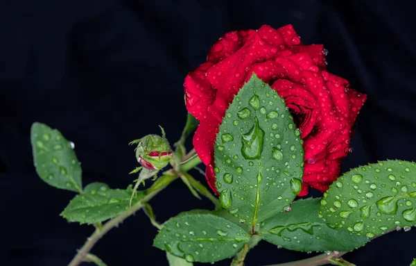 Raindrops Leaves Rose Flower Black Background Selective Focus — Foto Stock