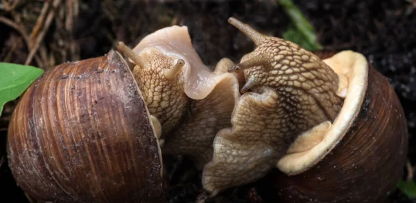 Dos Caracoles Comunican Entre Enfoque Selectivo — Foto de Stock