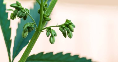 Bulanık doğal bir arka planda kenevir bitkisinin olgun tohumları. Seçici odak.