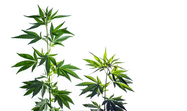 Zwei Cannabispflanzen Sind Auf Weißem Hintergrund Isoliert — Stockfoto