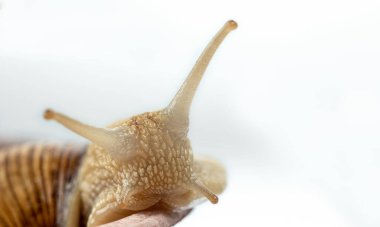 Dokunaçları olan bordo bir salyangozun başı. Beyaz arkaplanda izole. 