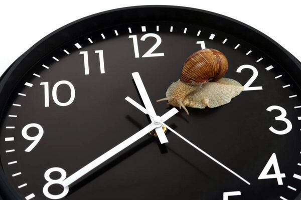 The snail is crawling on the clock face. Selective focus. 