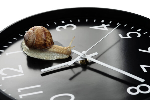 The snail is crawling on the clock face. Selective focus. 