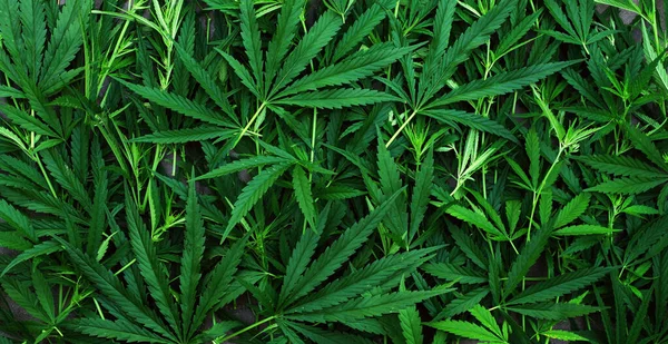 Background Cannabis Plants Leaves Natural Texture — Φωτογραφία Αρχείου