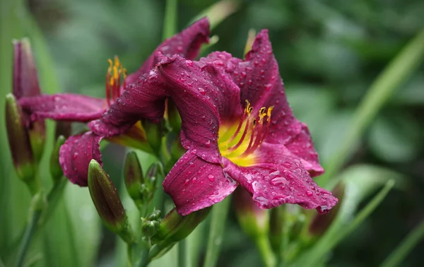 Daylily Flower Hemerocallis Purplelicious Water Drops Rain Selective Focus — Foto Stock
