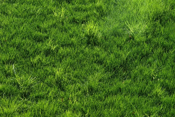 Lichtung Überwuchert Mit Gras Ungemähter Rasen Selektiver Fokus — Stockfoto
