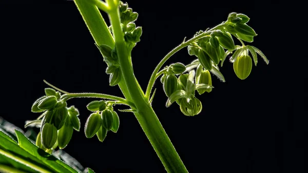 Ripening Seeds Cannabis Plant Natural Dark Background Selective Focus — Fotografia de Stock