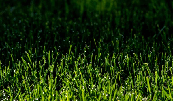 Brightly Sunlit Dew Drops Cut Grass Selective Focus — стоковое фото