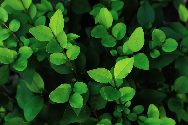 Pattern Leaves Twigs Privet Natural Vegetative Texture Selective Focus — Stock Fotó