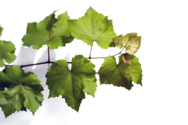Grape Vine Brightly Lit Sun Isolated White Background Soft Focus — Foto Stock