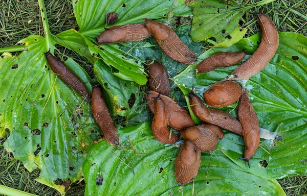 Large Accumulation Portuguese Slugs Gnawed Hosta Leaves Selective Focus — Foto de Stock