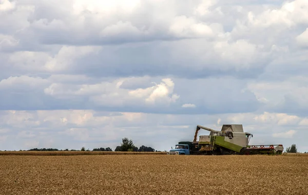 Harvest Combine Harvester Pours Harvested Grain Truck — Photo