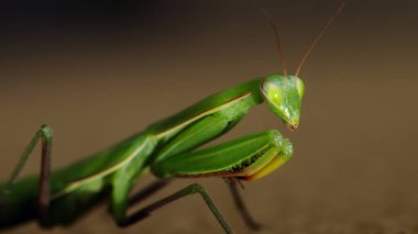 The praying mantis sits on a dark blurred background. Selective focus.