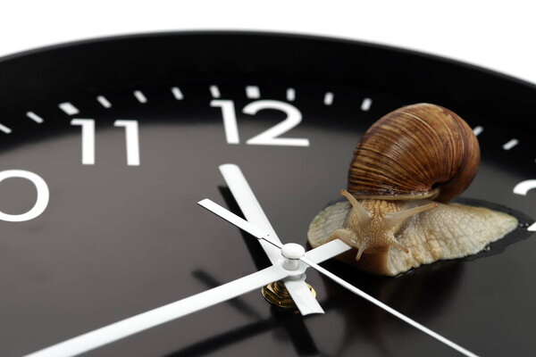 The snail is crawling on the clock face. Selective focus. 