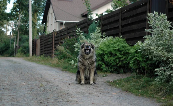 A large shaggy dog barks, sitting on the street near the fence. Selective focus.
