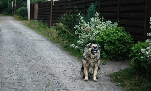 A large shaggy dog barks, sitting on the street near the fence. Selective focus.