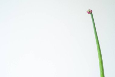 Zarif soğan çiçeği. Boş beyaz duvar, kopyalama alanı. Minimalist dekorasyon