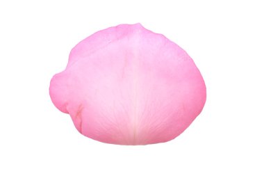 Pembe gül yaprağı beyaz üzerine izole edilmiş.