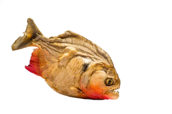 Piranha. Fotografia De Stock
