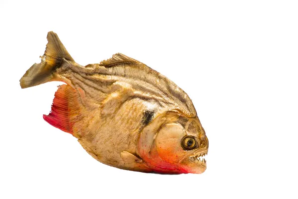 Piranha Stock Fotó