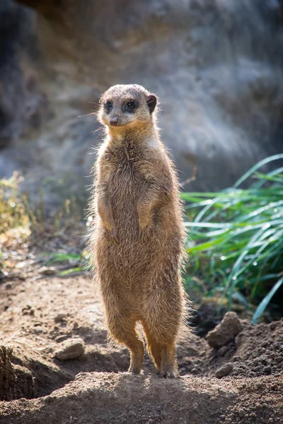 De sentinel — Stockfoto