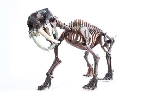 Saber-toothed tiger — Stock Photo, Image