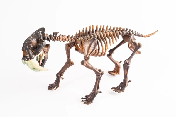 Saber-toothed tiger — Stock Photo, Image