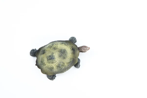 Skildpaddeudsigt fra oven - Stock-foto