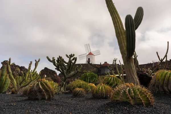 Lanzarote Hiszpania Sierpnia 2018 Spacer Słynnym Ogrodzie Kaktusowym Lanzarote Pochmurny — Zdjęcie stockowe