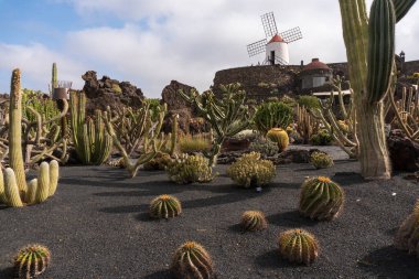 Lanzarote, İspanya - 7 Ağustos 2018: Bulutlu bir günde Lanzarote 'deki ünlü kaktüs bahçesinde gezinmek