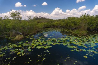 Güneşli bir günde Everglades Ulusal Parkı 'nın bataklıklarında ve bitkilerinde geziniyorum.